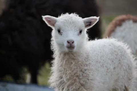 Sheep in the wilderness Stock Photos