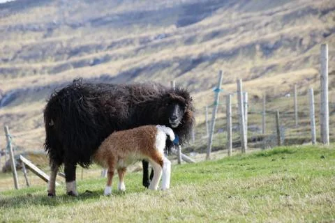 Sheep in the wilderness Stock Photos