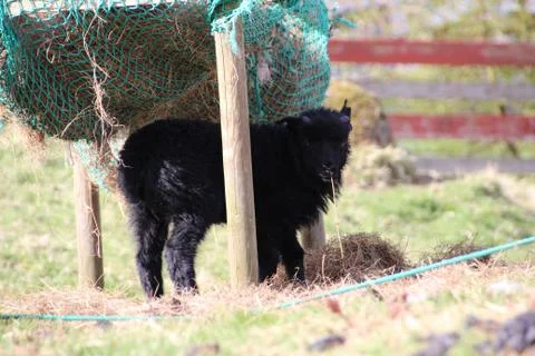 Sheep in the wilderness Foto stock