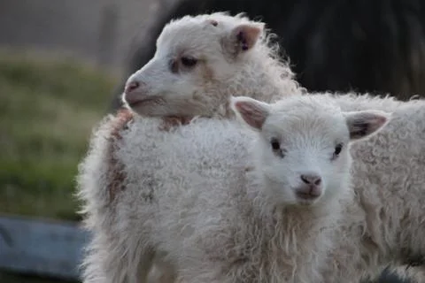 Sheep in the wilderness Stock Photos