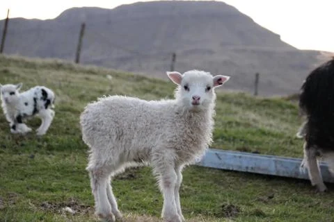 Sheep in the wilderness Stock Photos