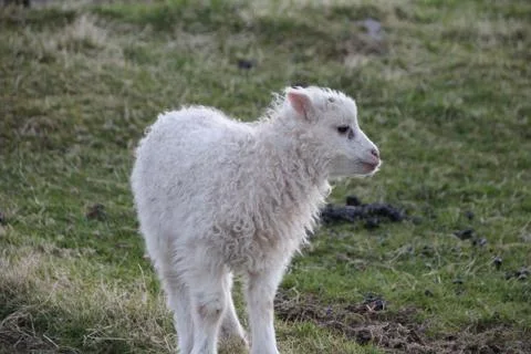Sheep in the wilderness Stock Photos