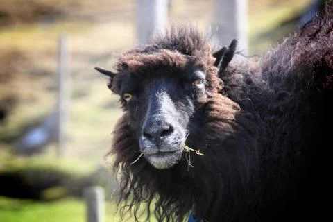 Sheep in the wilderness Stock Photos
