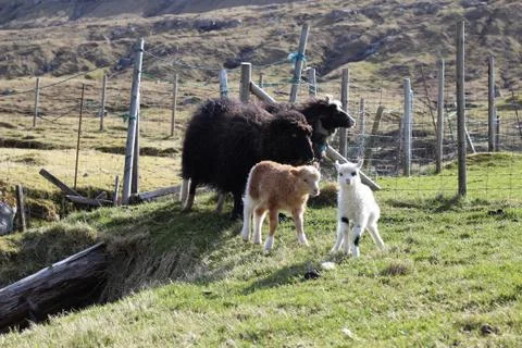 Sheep in the wilderness Stock Photos