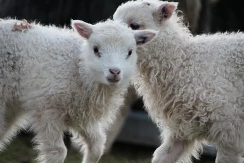Sheep in the wilderness Stock Photos
