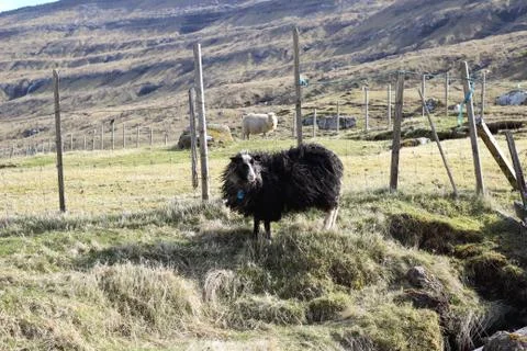 Sheep in the wilderness Stock Photos
