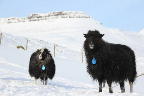Sheep in the wilderness Stock Photos