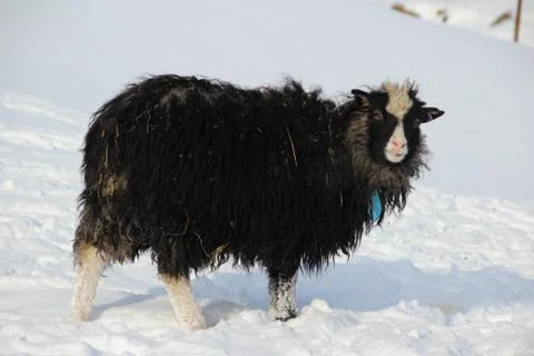 Sheep in the wilderness Stock Photos