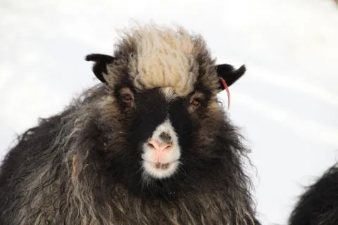 Sheep in the wilderness Stock Photos