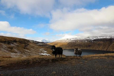 Sheep in the wilderness Stock Photos