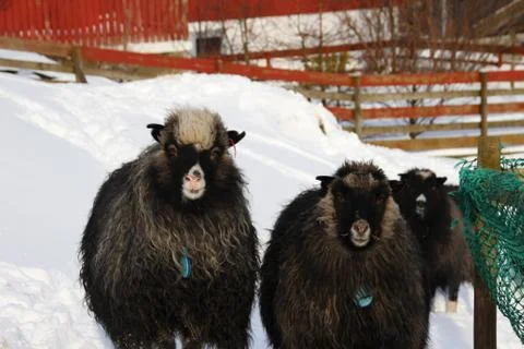 Sheep in the wilderness Stock Photos