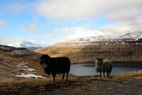 Sheep in the wilderness Stock Photos