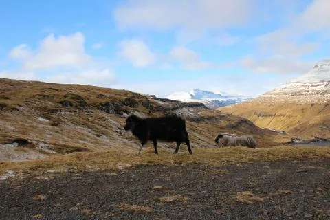 Sheep in the wilderness Stock Photos