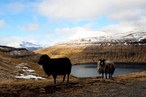 Sheep in the wilderness Stock Photos