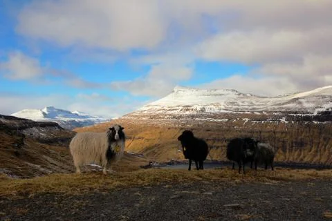 Sheep in the wilderness Stock Photos