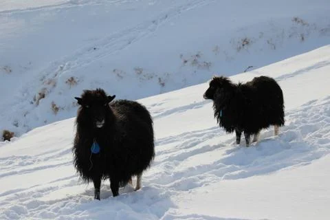 Sheep in the wilderness Stock Photos