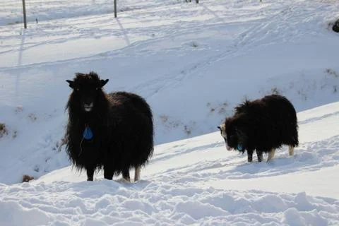 Sheep in the wilderness Stock Photos