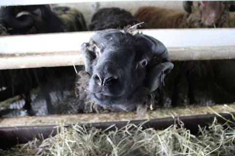 Sheep in the wilderness Stock Photos