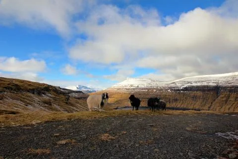 Sheep in the wilderness Stock Photos