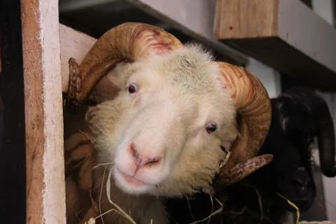 Sheep in the wilderness Stock Photos