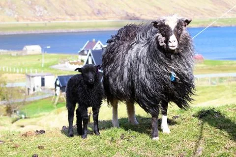 Sheep in the wilderness Stock Photos