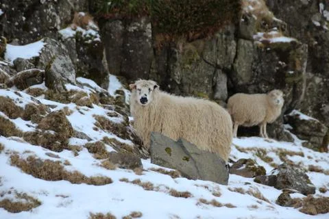 Sheep in the wilderness Stock Photos