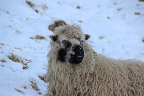 Sheep in the wilderness Stock Photos