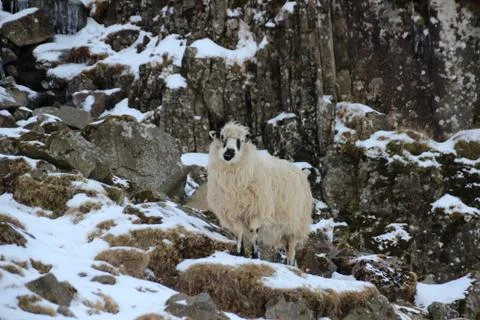 Sheep in the wilderness Stock Photos