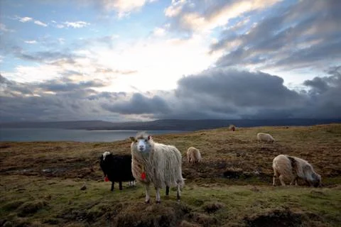 Sheep in the wilderness Stock Photos
