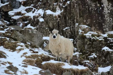 Sheep in the wilderness Stock Photos