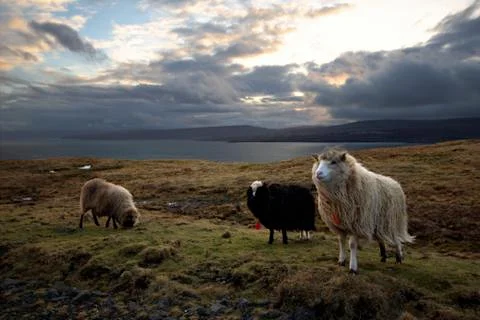 Sheep in the wilderness Stock Photos