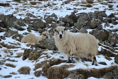 Sheep in the wilderness Stock Photos
