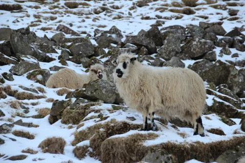 Sheep in the wilderness Stock Photos