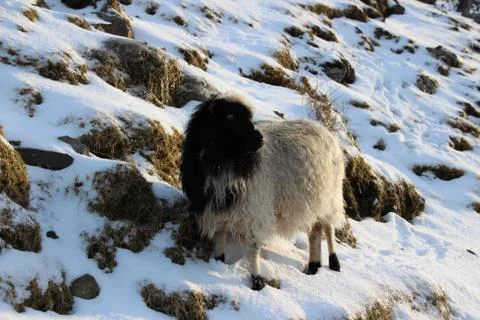 Sheep in the wilderness Stock Photos