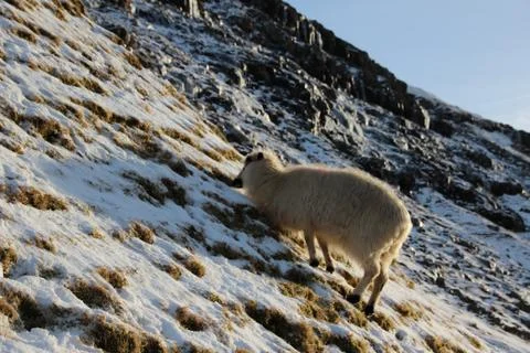 Sheep in the wilderness Foto stock