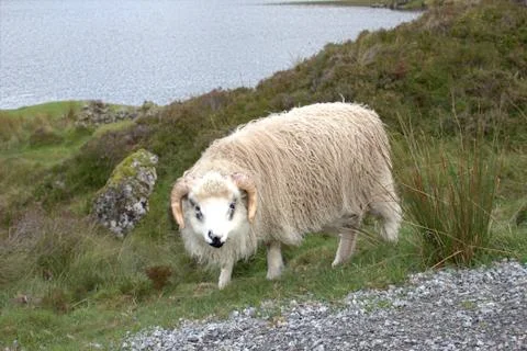 Sheep in the wilderness Stock Photos