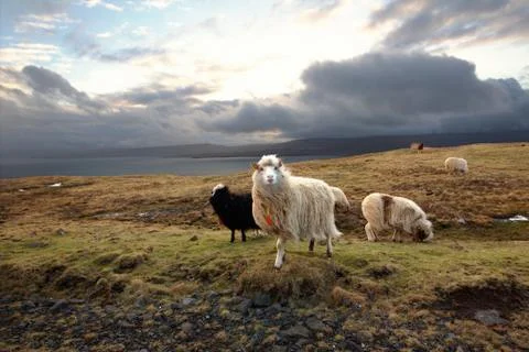 Sheep in the wilderness Stock Photos