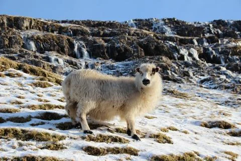 Sheep in the wilderness Stock Photos