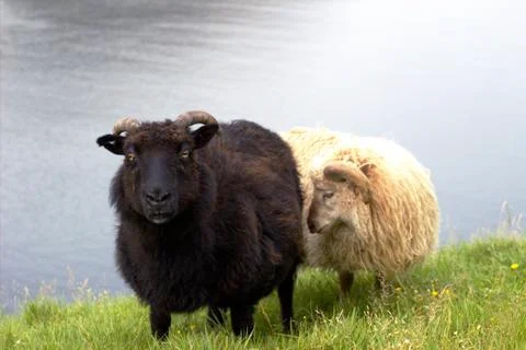 Sheep in the wilderness Stock Photos