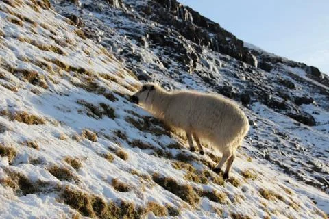 Sheep in the wilderness Stock Photos