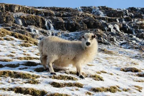 Sheep in the wilderness Stock Photos
