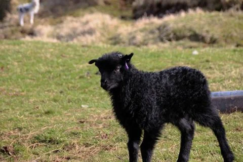 Sheep in the wilderness Foto stock