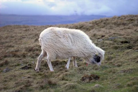 Sheep in the wilderness Stock Photos