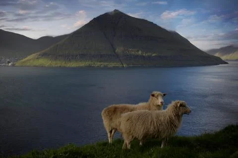 Sheep in the wilderness Stock Photos