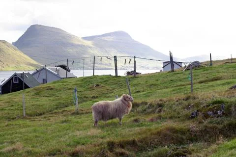 Sheep in the wilderness Foto stock