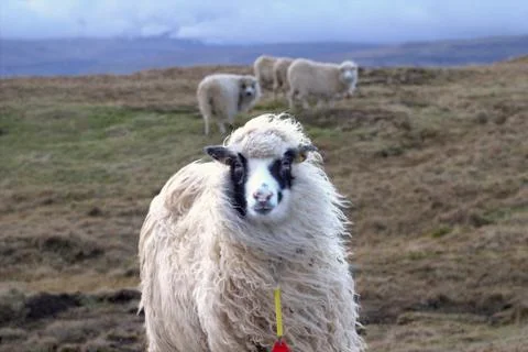 Sheep in the wilderness Stock Photos
