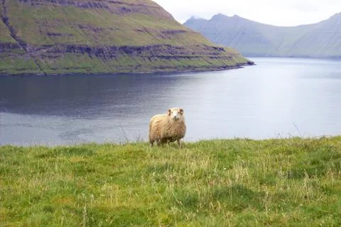 Sheep in the wilderness Stock Photos