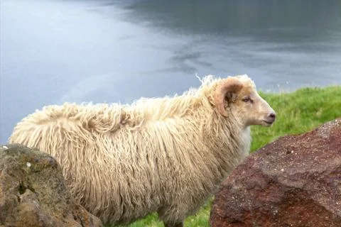 Sheep in the wilderness Stock Photos