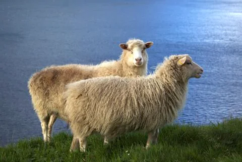 Sheep in the wilderness Stock Photos