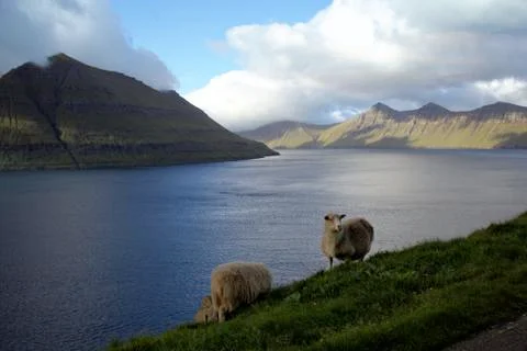 Sheep in the wilderness Stock Photos